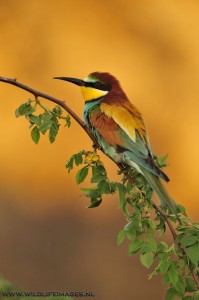 Bee-eater in late afternoon light