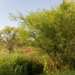 The habitat with the 'master tree' on the right