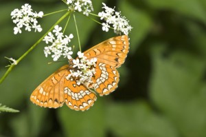 Scarce Fritillary, an endangered butterfly but a garden species at Farm Lator