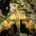 Lime Hawkmoth