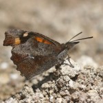 Lybithea celtis/Nettle tree Butterfly/Snuitvlinder