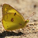 C. erate/Pale Clouded Yellow/Gele luzernevlinder
