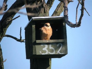 Red-footed Falcon colonies are strongly supported with nest boxes