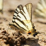 I. podalirius/Scarce Swallowtail/Koningspage