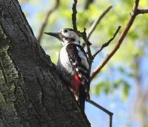 Syrian Woodpecker, common in the villages around the Tisza