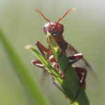 amazone ant
