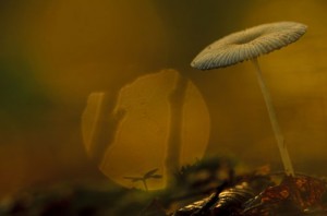 wat maakt deze opname, de paddenstoel of het lichteffect?
