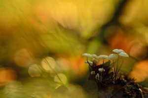 kleine paddenstoeltjes