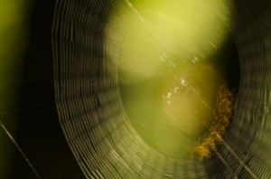 Spin die een web spint (opname van 15 seconden mbv een ND filter)