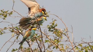 mating Bee-eaters