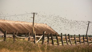 thousands of Sand Martins leave the wire when a Hobby passes by