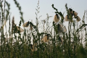 a sleeping party of Black-veined White's