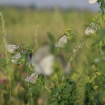 A. crateagi/Black-veined White/Groot geaderd witje