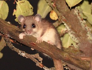 Edible Dormouse in the orchard