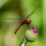 dragonflyJohn