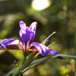 Iris graminaea