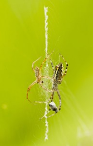 De blats van de wespspin, links het mannetje, veilig aan de andere zijde van het web