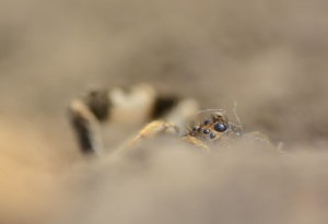 Hongaarse tarantula met zeer geringe scherptediepte