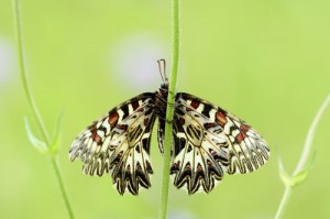 Pijpbloemvlinder met een schone achtergrond