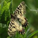 Zerynthia polyxena/Southern Festoon/Zuidelijke pijpbloemvlinder