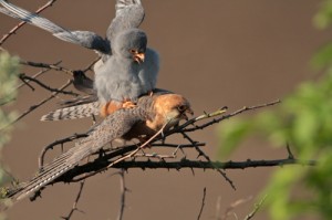 mating Red-footed Falcons