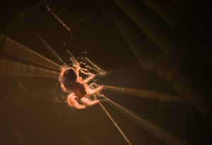 Klein spinnetje dat samen met het web vibreert in de wint