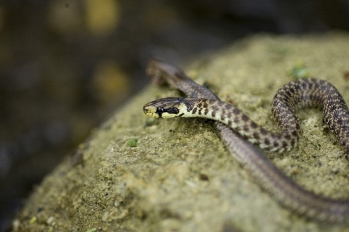 young Aesculapian snake
